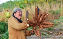 Dự án khoai mì bền vững thu 'trái ngọt'