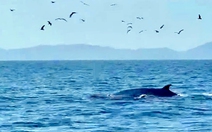 Hai mẹ con cá voi vào săn mồi ở Cù Lao Mái Nhà