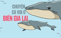 Tâm sự của hai mẹ con cá voi ở vùng biển Gia Lai