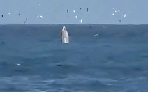 Thú vị cá voi lớn săn mồi trong vịnh Nha Trang