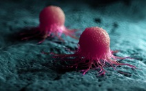 Vắc xin mới ức chế tế bào ung thư gốc, ngăn tái phát và di căn