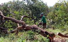 Chính phủ giao nghiên cứu đề xuất làm cao tốc Gia Nghĩa - Chơn Thành từ BOT sang BT