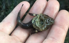 Chiếc 'trống' bí ẩn trên đầu loài cá nhỏ khiến khoa học bối rối