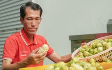 Bỏ phố về quê: Thanh niên 8x kiếm 2 tỉ mỗi năm nhờ cây nhàu trên vùng đất U Minh Hạ