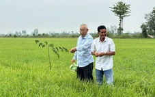 'Tỉ phú hai lúa' miền Tây gửi gắm kỳ vọng vào Đại hội Đảng XIV