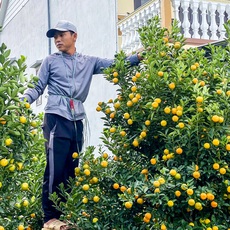 Nhà vườn ở thủ phủ quất miền Trung 'nín thở' chuẩn bị hàng Tết