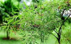 Công dụng bất ngờ của lá đinh lăng đối với sức khỏe