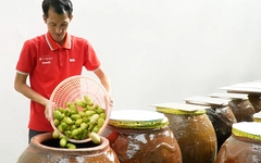 Người đàn ông bỏ phố về quê U Minh Hạ, kiếm 2 tỉ mỗi năm nhờ cây nhàu