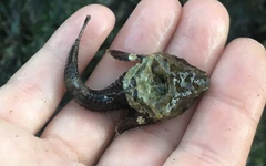 Chiếc 'trống' bí ẩn trên đầu loài cá nhỏ khiến khoa học bối rối