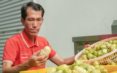 Bỏ phố về quê: Thanh niên 8X kiếm 2 tỉ mỗi năm nhờ cây nhàu trên vùng đất U Minh Hạ