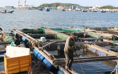 Lồng bè nuôi thủy sản lấn luồng hàng hải cảng Dung Quất tiềm ẩn nguy cơ tai nạn