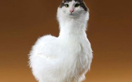 Khi mèo không phải là mèo