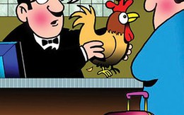 CON GÀ TRỐNG LÀM "DẬY SÓNG" NƯỚC PHÁP