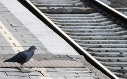 Giẫm phân bồ câu, bồi thường 28 ngàn bảng