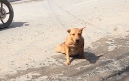 Chó giả vờ tật nguyền bò lê lết giữa đường