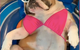 Những chú chó được gia chủ phối đồ siêu dễ thương