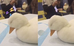 Chú vịt ngủ gục trên bàn