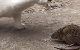 Chết cười với chú mèo vờn chuột