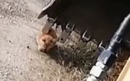 Tài xế dùng máy xúc vuốt lông, gãi ngứa cho mèo
