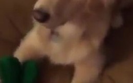 Người chủ hóa trang thành đồ chơi yêu thích của chú chó