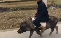 Lão nông cưỡi heo đi dạo trên đường