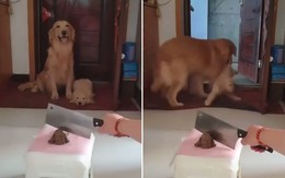 Chó mẹ kéo cún con ra ngoài không cho xem cảnh bảo lực