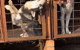 Chó ngáo Husky mở được khóa nhưng không biết thoát ra ngoài