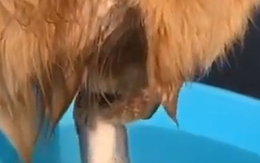 Chú chó tốt bụng cứu bạn cá khỏi chết đuối