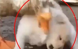 Chó đánh nhau với ngỗng, 'Quân tử báo thù - nửa năm chưa muộn'