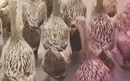 Vịt hai nhà hàng xóm tự rủ nhau 'đi chơi' mỗi buổi chiều