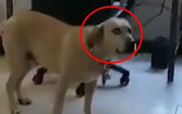 Chó trơ mắt 'đứng hình' khi thấy chủ chơi game thực tế ảo