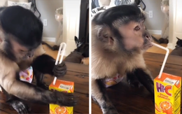 Khỉ con thông minh tự cắm ống hút uống nướp ép