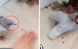 Chim bồ câu đi vào lò lửa sau lời thách thức đùa của cô chủ