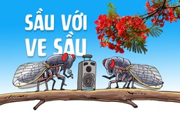 Ve sầu thành kẻ phá đám trong năm Canh Tý