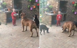 Chó ngồi ngay ngắn chờ được cậu bé cho ăn