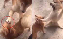 'Cậu vàng' hú hồn vì đùa dai khiến đồng bọn nổi giận