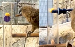 Chú vẹt thông minh có 'IQ vô cực'