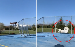 Chú ngựa mất phanh khi chạy đua với chó