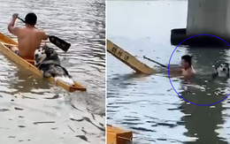 Đòi chở đi chơi, chú Husky khiến thuyền của cậu chủ chìm giữa sông vì... quá béo