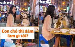 Cô gái 'coi thường' chú Husky và cái kết bị đổ cả tô thức ăn vào người