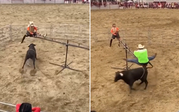 'Thót tim' với trò chơi siêu mạo hiểm... 'bập bênh bò húc'