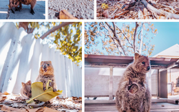 Bí mật gây sốc tận nóc của... Quokka - loài động vật hạnh phúc nhất thế giới!