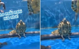 Chú rùa 'thất tình' ngồi nghỉ mệt mặc kệ dòng đời đưa đẩy khiến người xem không nhịn được cười