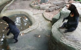 Thảo Cầm Viên Sài Gòn lên tiếng khi bị 'tố' ngược đãi động vật