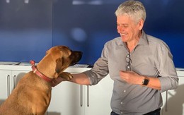 Chó Tucson phụ bán xe hơi ở Brazil