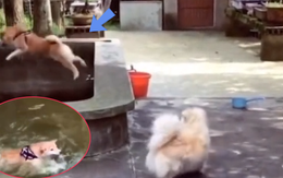 Chịu không nổi với chú chó Shiba 'tăng động', lo chơi đùa để đến nỗi rớt xuống hồ nước