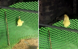 Chú vịt con có pha tẩu thoát không tưởng khiến người xem không khỏi trầm trồ