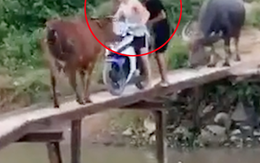 Hai thanh niên chôn chân giữa cầu vì bị bò chặn đầu, trâu chặn đuôi
