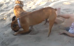 Chú chó hất cát 'trả thù' cô chủ vì bị phá không cho ngủ