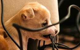 Chó cắn… cáp quang, quận tốn 7.000 USD để sửa